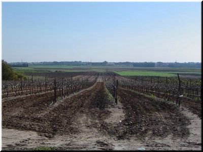 Land  in the Alona region