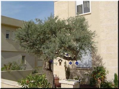Villa in Caesarea